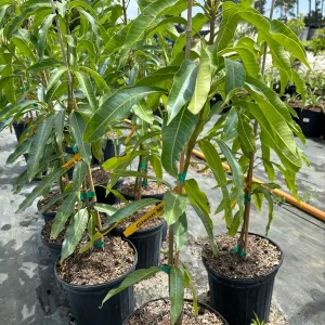 Glenn Mango Live Plant – Grafted Tropical Fruit Tree – 3 Gallon Pot – Indoor/Outdoor - Image 1