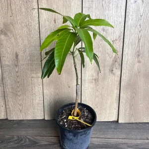 Glenn Mango Tree Live Plant – Grafted – 1/2 Gallon Pot – Fruit Bearing Tree - Image 3
