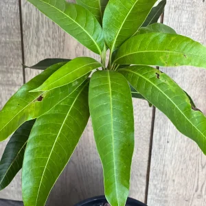 Glenn Mango Tree Live Plant – Grafted – 1/2 Gallon Pot – Fruit Bearing Tree - Image 4
