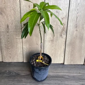 Glenn Mango Tree Live Plant – Grafted – 1/2 Gallon Pot – Fruit Bearing Tree - Image 6