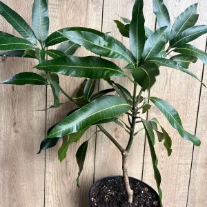 Glenn Mango Tree Live Plant – Grafted, 3 Gallon Pot – Fruit Tree - Image 2