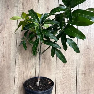 Glenn Mango Tree Live Plant – Grafted, 3 Gallon Pot – Fruit Tree - Image 3