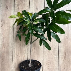 Glenn Mango Tree Live Plant – Grafted, 3 Gallon Pot – Fruit Tree - Image 6