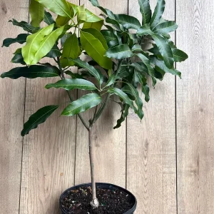 Glenn Mango Tree Live Plant – Grafted, 3 Gallon Pot – Fruit Tree - Image 7