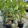 Glenn Mango Tree Live Plant - Grafted, 3 Gallon Pot, Tropical Fruit Tree - Image 1