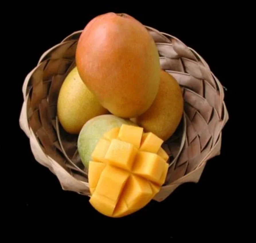 Glenn Mango Tree Live Plant - Grafted, Cold Hardy, 2-4 Ft Tall - Image 1