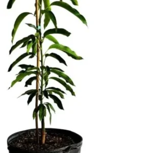 Glenn Mango Tree Live Plant - Grafted, Cold Hardy, 2-4 Ft Tall - Image 2