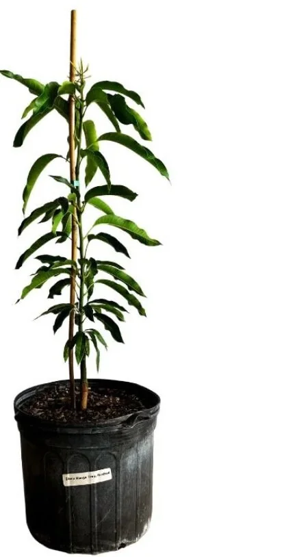 Glenn Mango Tree Live Plant - Grafted, Cold Hardy, 2-4 Ft Tall - Image 2