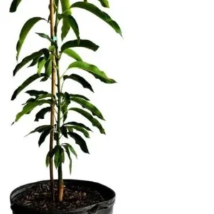 Glenn Mango Tree Live Plant - Grafted, Cold Hardy, 2-4 Ft Tall - Image 2
