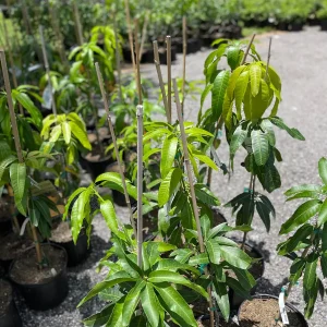 Glenn Mango Tree Live Plant – Grafted Tropical Fruit Tree – 3 Gallon Pot – 3 feet tall - Image 4