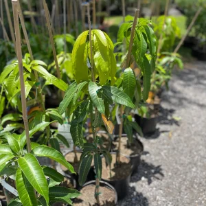 Glenn Mango Tree Live Plant – Grafted Tropical Fruit Tree – 3 Gallon Pot – 3 feet tall - Image 6