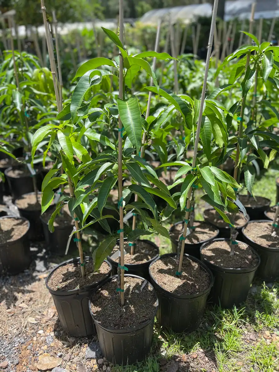 Glenn Mango Tree Live Plant – Grafted Tropical Fruit Tree – 3 Gallon Pot – 3 feet tall - Image 8