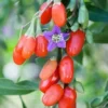 Goji Berry Live Plant – 2.5-3.5 ft Tall Fruit Bush – Indoor/Outdoor - Image 1