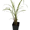 Gold Bar Maiden Grass Perennial Live Plant - Miscanthus - 2.5" Pot - Image 1