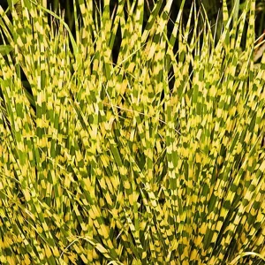 Gold Bar Maiden Grass Perennial Live Plant - Miscanthus - 2.5