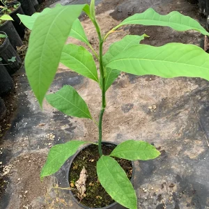 Gold Champaca Live Plant – 1 Foot Tall – Fragrant Michelia Champaca in 1 Gallon Pot - Image 2