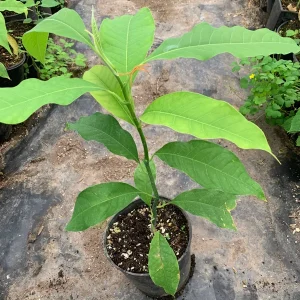 Gold Champaca Live Plant – 1 Foot Tall – Fragrant Michelia Champaca in 1 Gallon Pot - Image 3