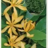 Gold Champaca Live Plant - Fragrant Yellow Flowers, 2-3 ft Tall in 3 Gal Pot - Image 1
