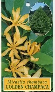 Gold Champaca Tree Live Plant – 2 Feet Tall – 6 inch Pot – Fragrant Yellow Flowers - Image 1