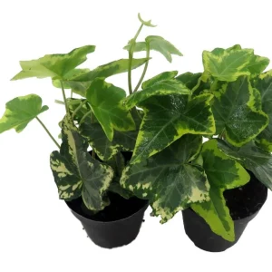 Gold Child English Ivy Live Plant - Hardy Groundcover & Houseplant, 2-Pack 2