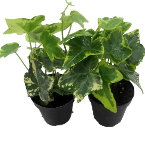 Gold Child English Ivy Live Plant - Hardy Groundcover & Houseplant, 2-Pack 2