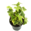 Gold Child Ivy Live Plant – Hedera helix – 4 inch Pot – Indoor Foliage - Image 1