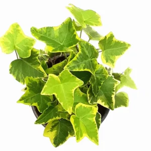Gold Child Ivy Live Plant – Hedera helix – 4 inch Pot – Indoor Foliage - Image 3