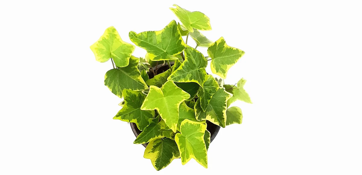 Gold Child Ivy Live Plant – Hedera helix – 4 inch Pot – Indoor Foliage - Image 3
