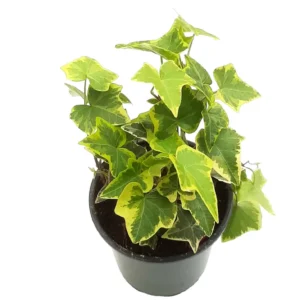 Gold Child Ivy Live Plant – Hedera helix – 4 inch Pot – Indoor Foliage - Image 1