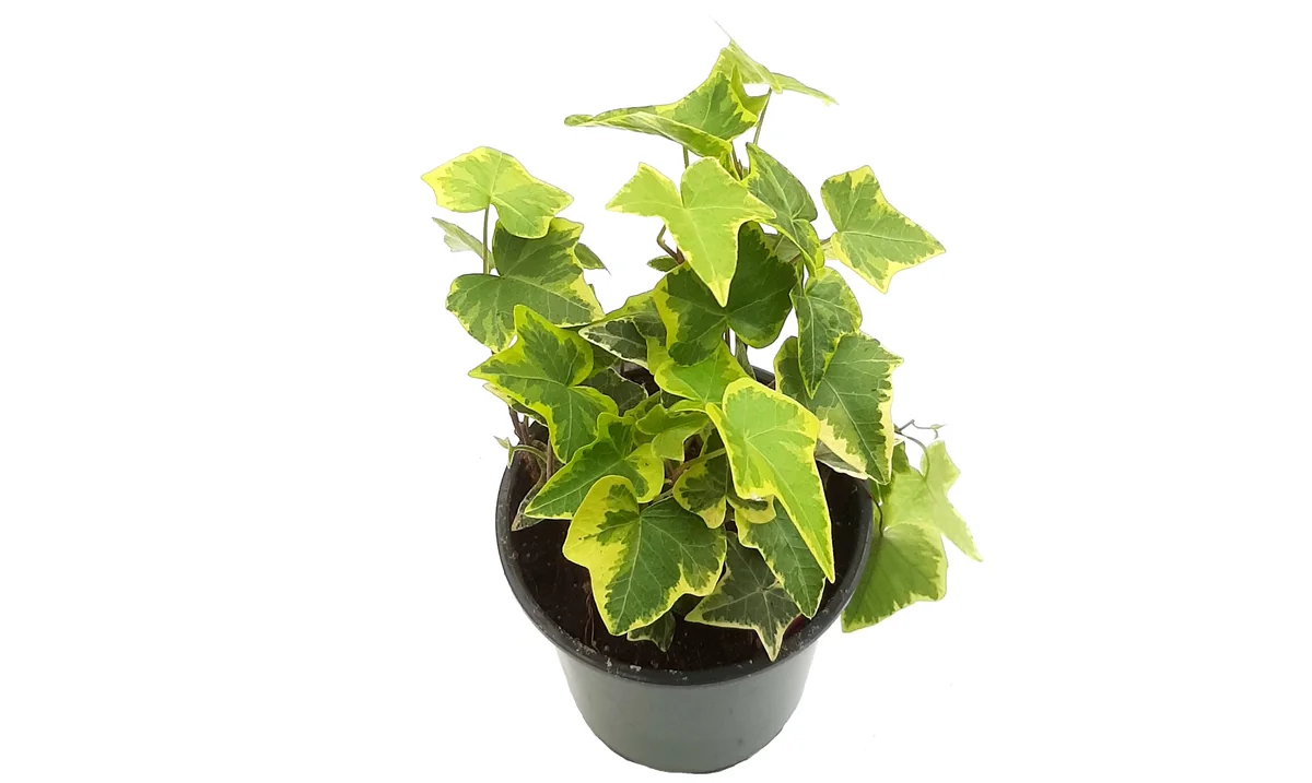 Gold Child Ivy Live Plant – Hedera helix – 4 inch Pot – Indoor Foliage - Image 1