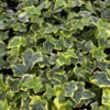 Gold Child Ivy Live Plant – Hedera helix 'Gold Child' Trailing Houseplant in 4'' Pot - Image 1