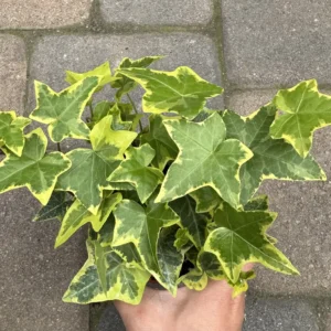 Gold Child Ivy Live Plant – Hedera helix 'Gold Child' Trailing Houseplant in 4'' Pot - Image 2