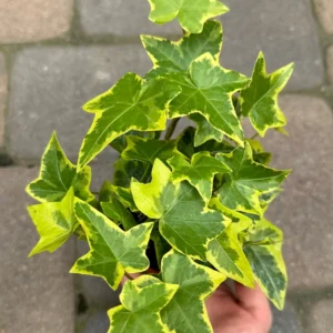 Gold Child Ivy Live Plant – Hedera helix 'Gold Child' Trailing Houseplant in 4'' Pot - Image 3