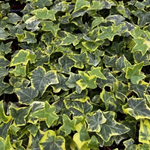Gold Child Ivy Live Plant – Hedera helix 'Gold Child' Trailing Houseplant in 4'' Pot - Image 1
