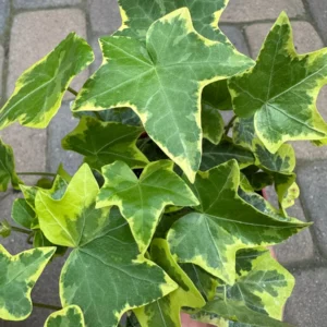 Gold Child Ivy Live Plant – Hedera helix 'Gold Child' Trailing Houseplant in 4'' Pot - Image 4