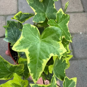 Gold Child Ivy Live Plant – Hedera helix 'Gold Child' Trailing Houseplant in 4'' Pot - Image 5