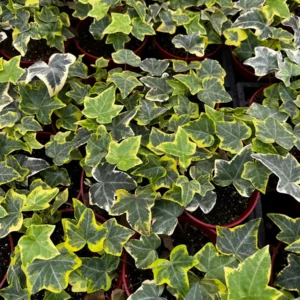 Gold Child Ivy Live Plant – Hedera helix 'Gold Child' Trailing Houseplant in 4'' Pot - Image 6