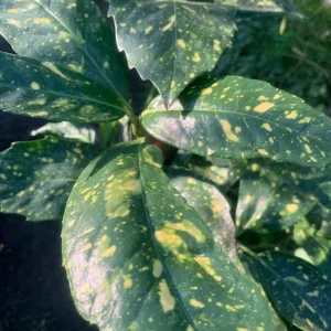 Gold Dust Aucuba Japonica Variegata Live Plant – 6 inch Pot – Indoor/Outdoor Shrub - Image 3