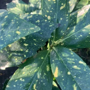 Gold Dust Aucuba Japonica Variegata Live Plant – 6 inch Pot – Indoor/Outdoor Shrub - Image 1