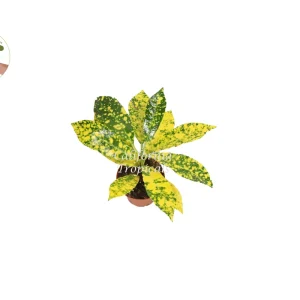 Gold Dust Croton Live Plant – 2 inch Pot – Vibrant Foliage Houseplant - Image 2