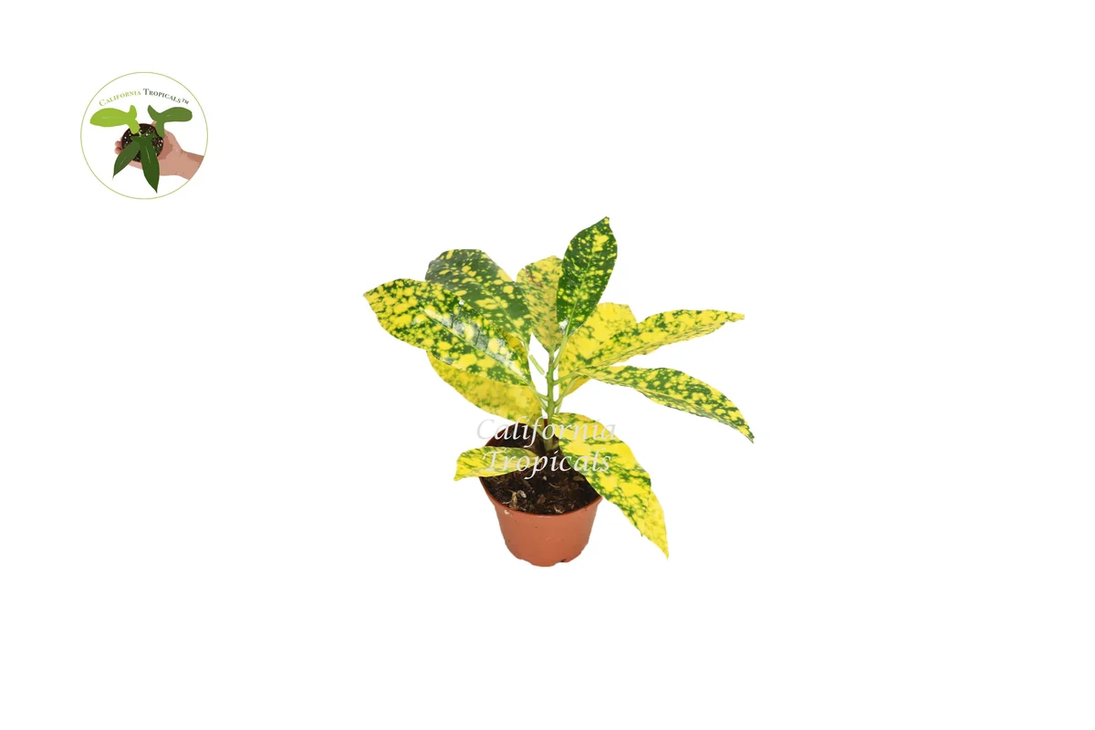 Gold Dust Croton Live Plant – 2 inch Pot – Vibrant Foliage Houseplant - Image 1