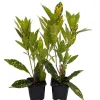 Gold Dust Croton Live Plant - 2 Pack 3" Pots - Colorful Indoor Houseplant - Image 1