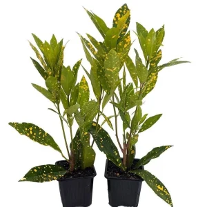 Gold Dust Croton Live Plant - 2 Pack 3" Pots - Colorful Indoor Houseplant - Image 1