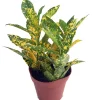 Gold Dust Croton Live Plant – 4" Pot – Colorful Indoor Houseplant - Image 1