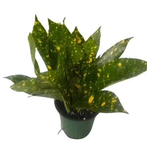 Gold Dust Croton Live Plant – 4