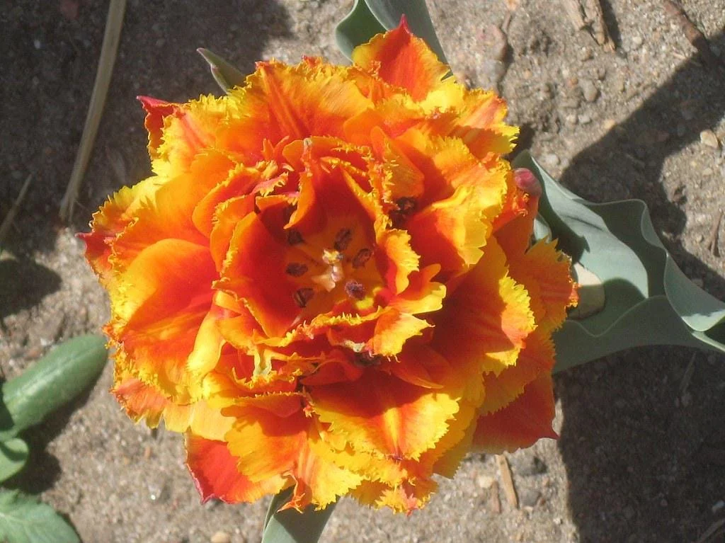 Gold Dust Fringed Tulip Bulbs - Scarlet & Gold Edges - Image 2