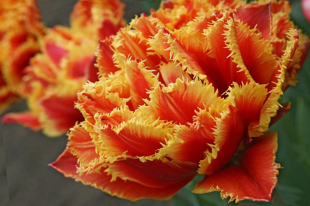 Gold Dust Fringed Tulip Bulbs - Scarlet & Gold Edges - Image 3