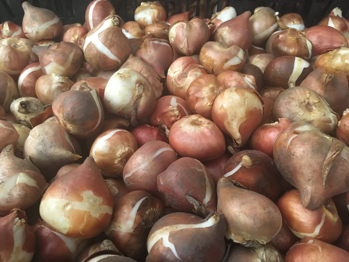 Gold Dust Fringed Tulip Bulbs - Scarlet & Gold Edges - Image 4