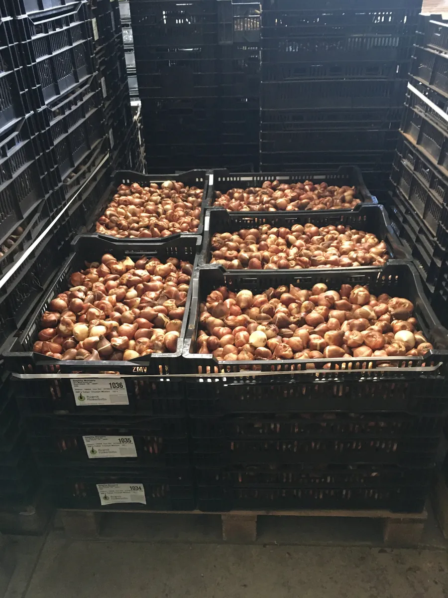 Gold Dust Fringed Tulip Bulbs - Scarlet & Gold Edges - Image 5