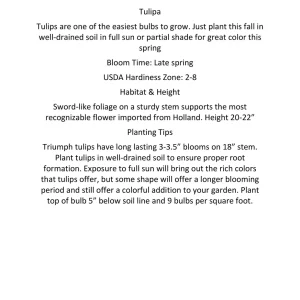 Gold Dust Fringed Tulip Bulbs - Scarlet & Gold Edges - Image 6